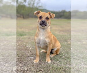 Medium Photo #6 Pug-Unknown Mix Puppy For Sale in PIPE CREEK, TX, USA