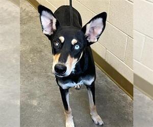 Catahoula Leopard Dog-Doberman Pinscher Mix Dogs for adoption in Texas City, TX, USA