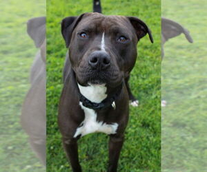 American Pit Bull Terrier Dogs for adoption in Petaluma, CA, USA