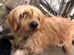 Schweenie Dogs for adoption in Ventura, CA, USA
