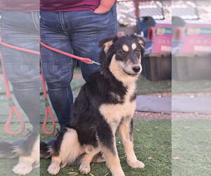 German Shepherd Dog-Huskies  Mix Dogs for adoption in Chandler, AZ, USA