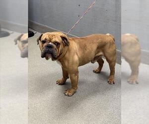 American Bulldog-Unknown Mix Dogs for adoption in Las Vegas, NV, USA