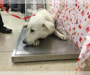 Great Pyrenees-Unknown Mix Dogs for adoption in Riverside, CA, USA