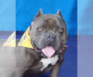 Bulldog Dogs for adoption in Pasadena, CA, USA