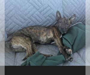 Dachshund-Unknown Mix Dogs for adoption in Charlottesville, VA, USA