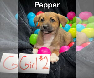 Mutt Dogs for adoption in Estherville, IA, USA
