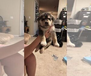 Mutt Dogs for adoption in Calgary, Alberta, Canada