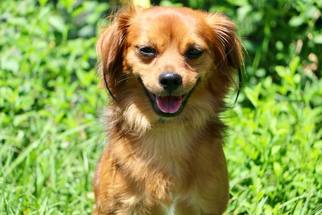 Papshund Dogs for adoption in New Smyrna Beach, FL, USA