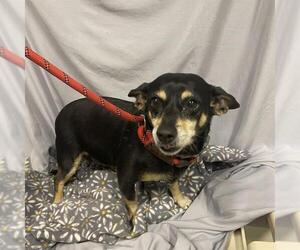 Chihuahua Dogs for adoption in Modesto, CA, USA