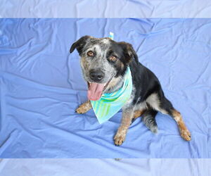 Mutt Dogs for adoption in McKinney, TX, USA