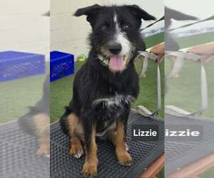 German Shepherd Dog-Unknown Mix Dogs for adoption in Visalia, CA, USA