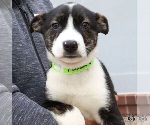 Labrador Retriever-Unknown Mix Dogs for adoption in Washington, DC, USA