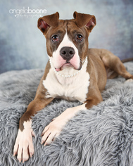 Bullboxer Pit Dogs for adoption in Zimmerman, MN, USA