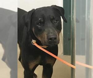 Rotterman Dogs for adoption in Santa Maria, CA, USA