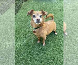 Chiweenie Dogs for adoption in Tempe , AZ, USA