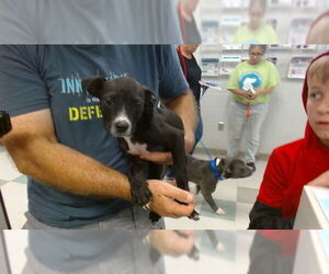 American Pit Bull Terrier-Labrador Retriever Mix Dogs for adoption in Oklahoma City, OK, USA