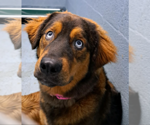 Australian Retriever Dogs for adoption in Rowayton, CT, USA