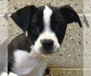 Chihuahua-Unknown Mix Dogs for adoption in Jefferson, WI, USA