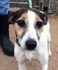 Jack Russell Terrier Dogs for adoption in Siren, WI, USA