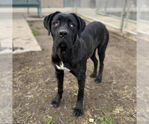 Mutt Dogs for adoption in Modesto, CA, USA