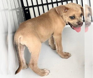 Black Mouth Cur-Unknown Mix Dogs for adoption in Houston, TX, USA