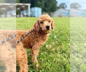 Poodle (Miniature)-Unknown Mix Dogs for adoption in Pacolet, SC, USA