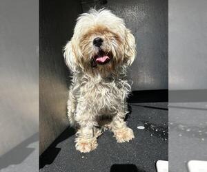 Havanese-Unknown Mix Dogs for adoption in San Antonio, TX, USA