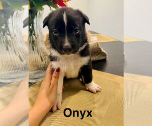 Mutt Dogs for adoption in Amarillo, TX, USA