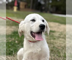 Great Pyrenees-Unknown Mix Dogs for adoption in Yardley, PA, USA