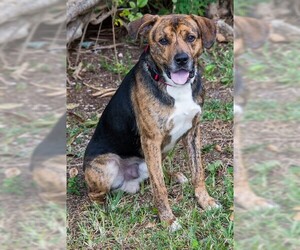 Mutt Dogs for adoption in Miami, FL, USA