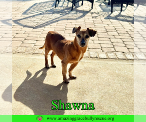 Dachshund-Unknown Mix Dogs for adoption in Pensacola, FL, USA