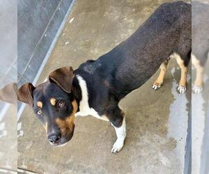 American Pit Bull Terrier-Beagle Mix Dogs for adoption in Camarillo, CA, USA