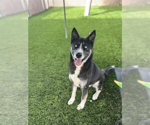 Siberian Husky-Unknown Mix Dogs for adoption in Chula Vista, CA, USA