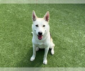 German Shepherd Dog-Siberian Husky Mix Dogs for adoption in Orange, CA, USA