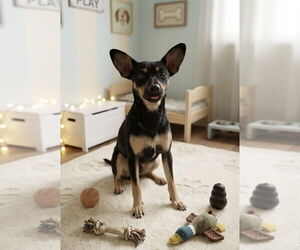 Miniature Pinscher-Unknown Mix Dogs for adoption in San Diego, CA, USA