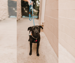 Labrador Retriever Dogs for adoption in See Website, CA, USA