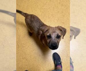 Irish Terrier-Unknown Mix Dogs for adoption in Sacramento, CA, USA
