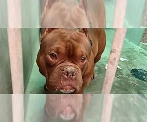 American Bulldog Dogs for adoption in Pasadena, CA, USA