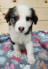 Border-Aussie Dogs for adoption in Maple Grove, MN, USA