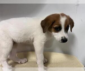 Saint Bernard-Unknown Mix Dogs for adoption in Corona, CA, USA