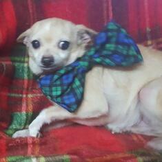 Chihuahua Dogs for adoption in Little Rock, AR, USA