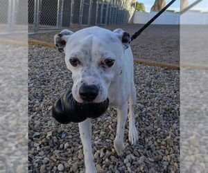 American Pit Bull Terrier-Unknown Mix Dogs for adoption in Fort Collins, CO, USA