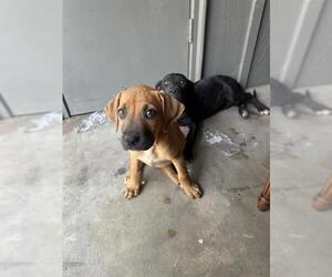 Black Mouth Cur-Unknown Mix Dogs for adoption in San Antonio, TX, USA