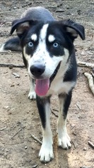 Small Siberian Husky