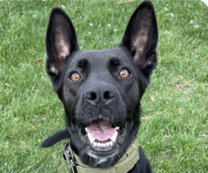 Labrador Retriever-Unknown Mix Dogs for adoption in San Ramon, CA, USA