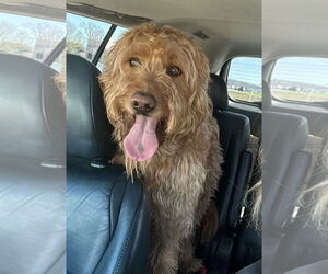 Goldendoodle Dogs for adoption in Godfrey, IL, USA