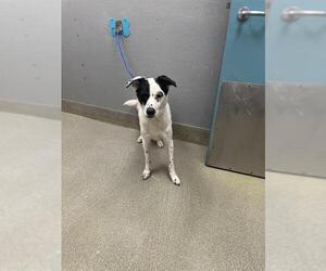 Border Collie-Unknown Mix Dogs for adoption in Las Vegas, NV, USA