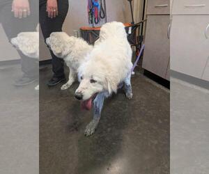 Labrenees Dogs for adoption in Rockwall, TX, USA