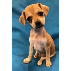 Malchi Dogs for adoption in Romoland, CA, USA
