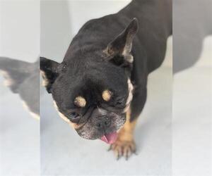 French Bulldog Dogs for adoption in Houston, TX, USA